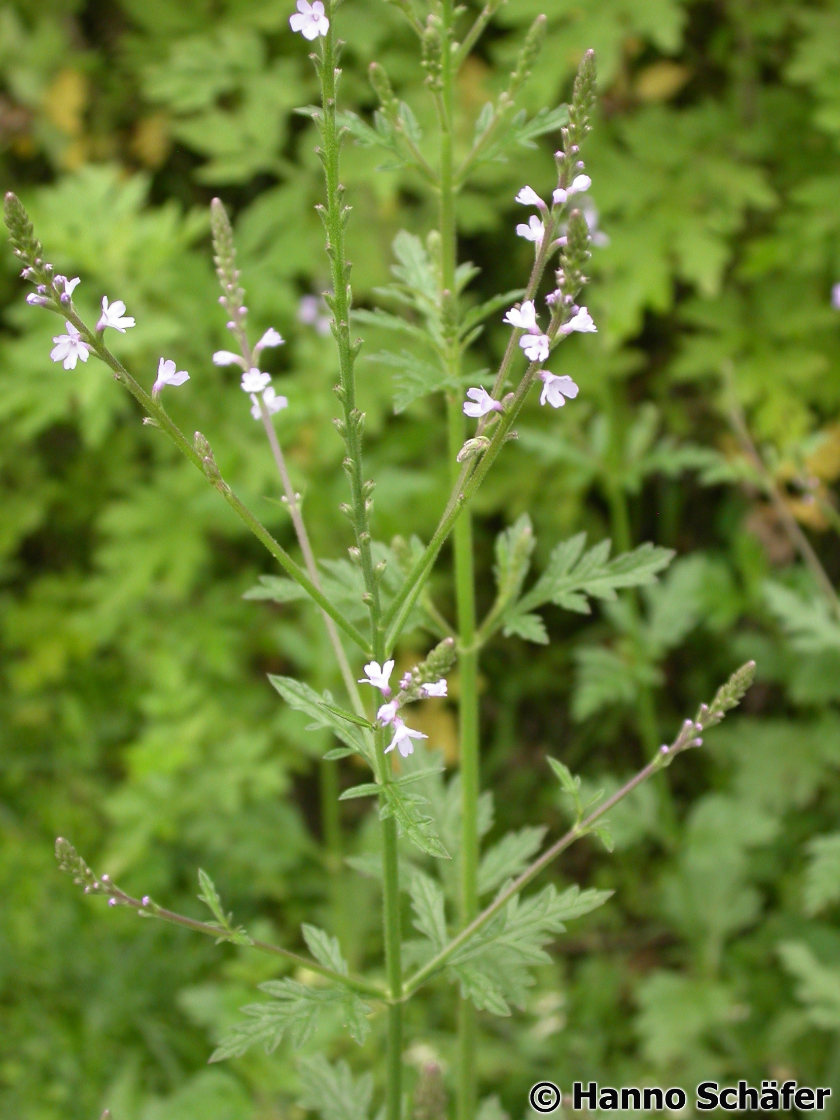 European verbena